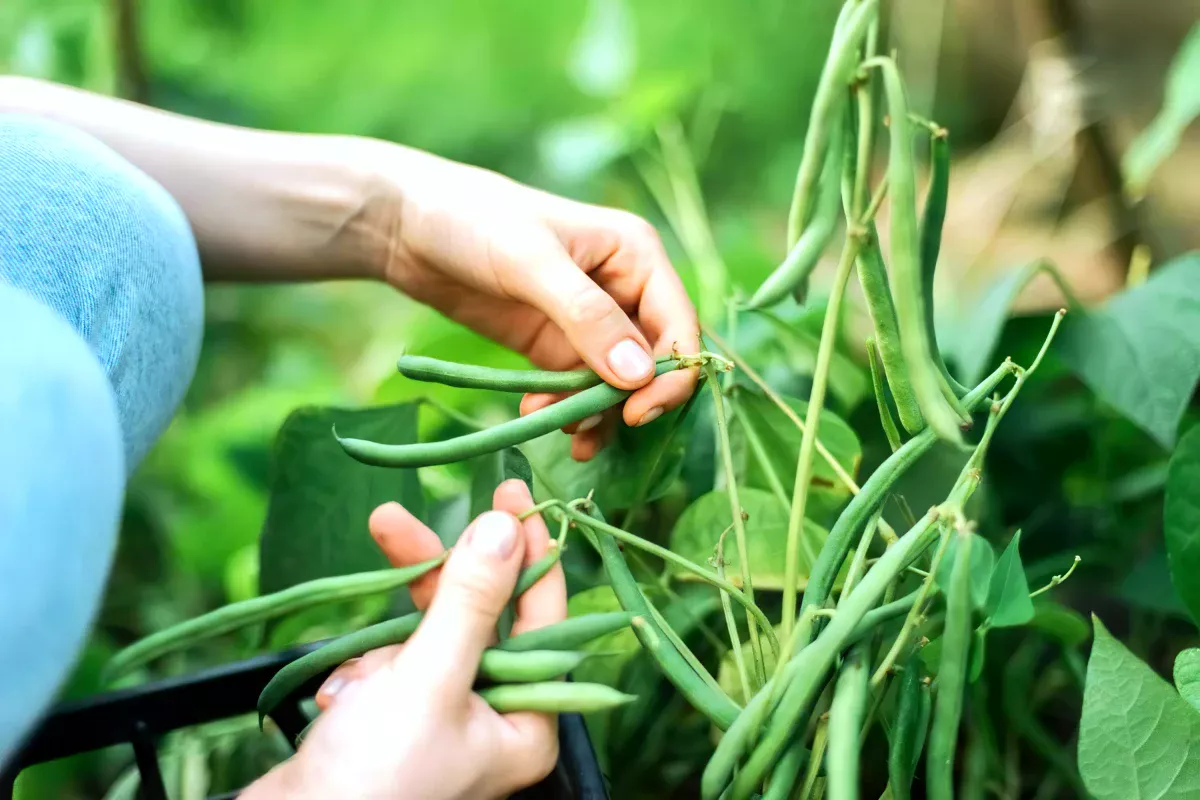 Wie man grüne Bohnen in der Sommerhitze zart und knackig hält: ein einfacher Tipp für den Gemüsegarten in diesem Sommer