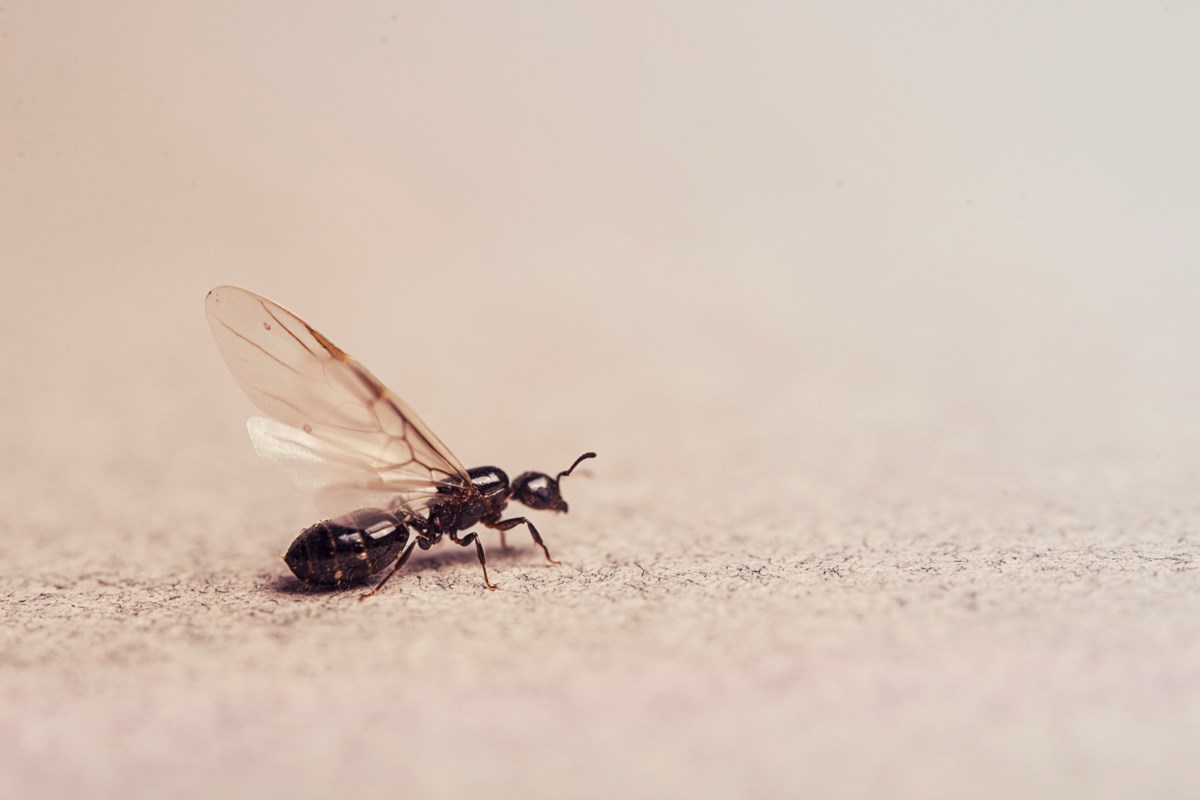 Fliegende Ameisen in Ihrem Haus tauchen nicht zufällig auf: Was zieht sie an (und wie kann man sie für immer loswerden)?