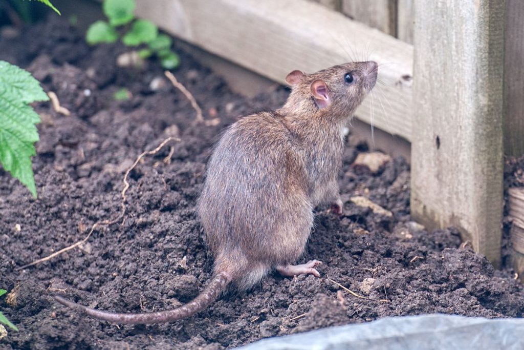 Pflanzen Sie sie rund um Ihr Haus und Sie werden keine Ratten mehr haben. Eine günstige und natürliche Methode