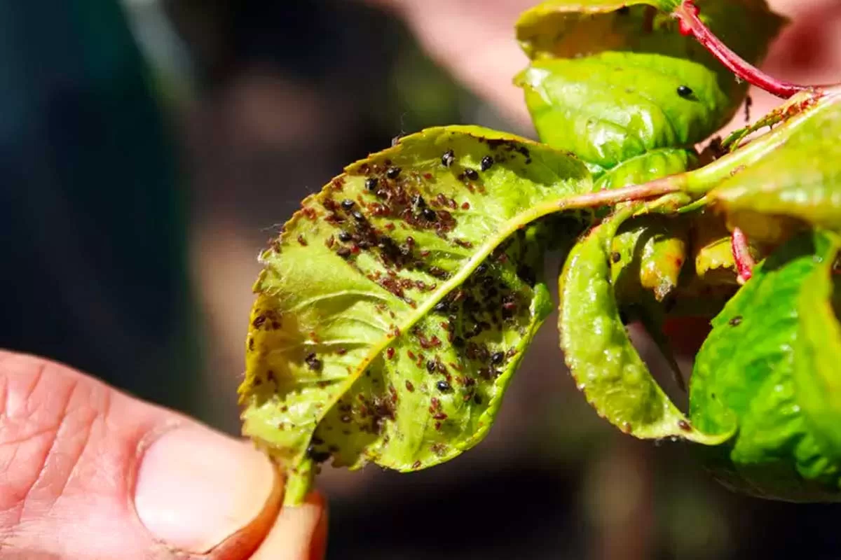 Sind deine Pflanzen in Gefahr? Die überraschende Wahrheit über Schädlinge im Garten