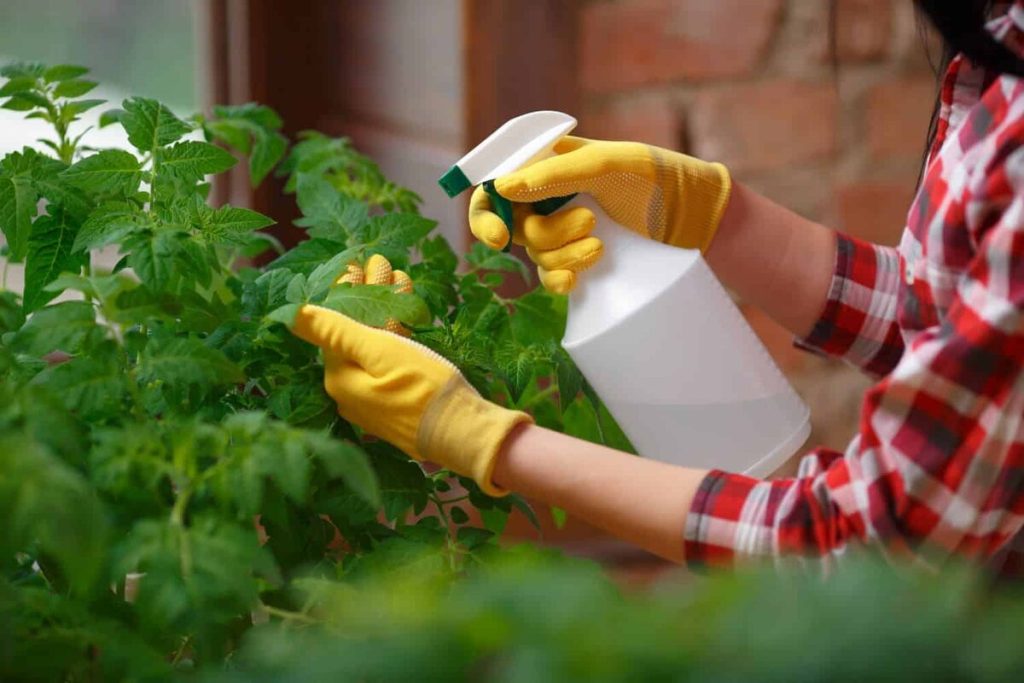 Tomaten rette ich nach dem Regen mit einer Sprühflasche. Ich messe 100 ml ab, fülle Wasser hinzu, und der Mehltau bleibt fern.