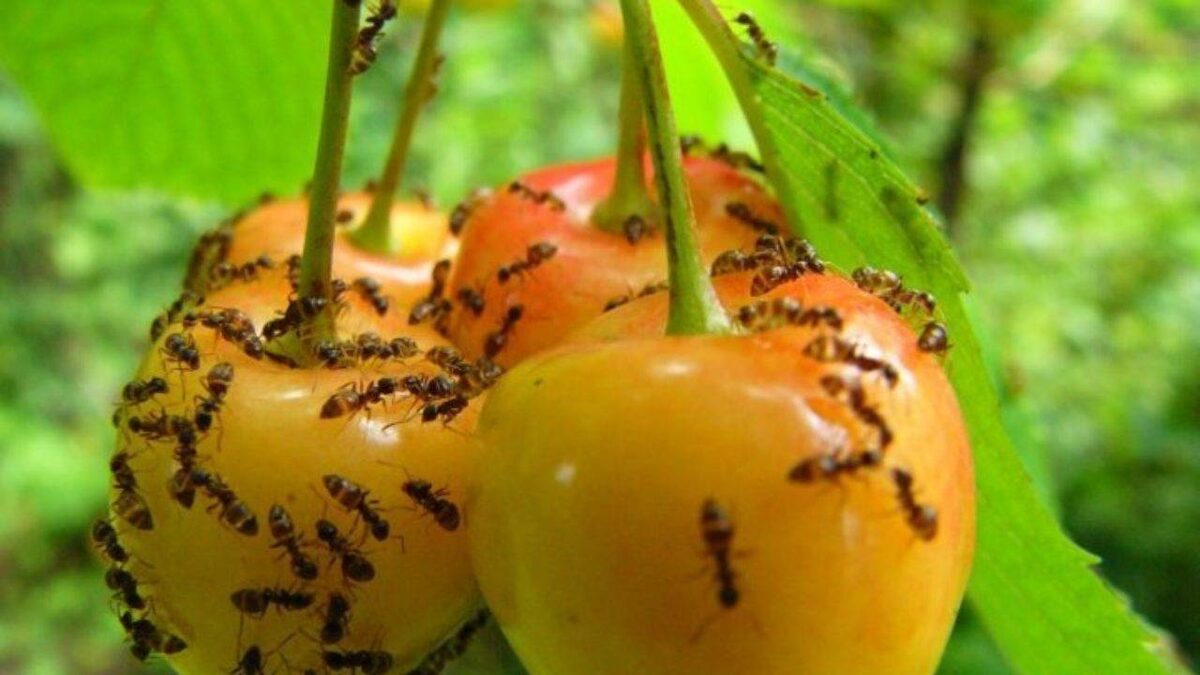 Wie kann man Ameisen im Garten loswerden? Streuen Sie es um den Ameisenhaufen herum, und das Problem ist gelöst