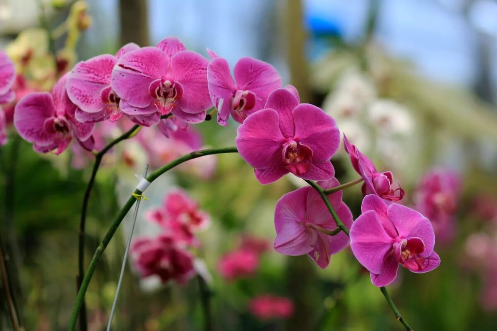 Orchideenliebhaber nutzen nun Kaffeesatz mit dieser sanften, aber wirksamen Methode: „Meine Phalaenopsis hat noch nie zwei Stiele pro Saison gebildet.“
