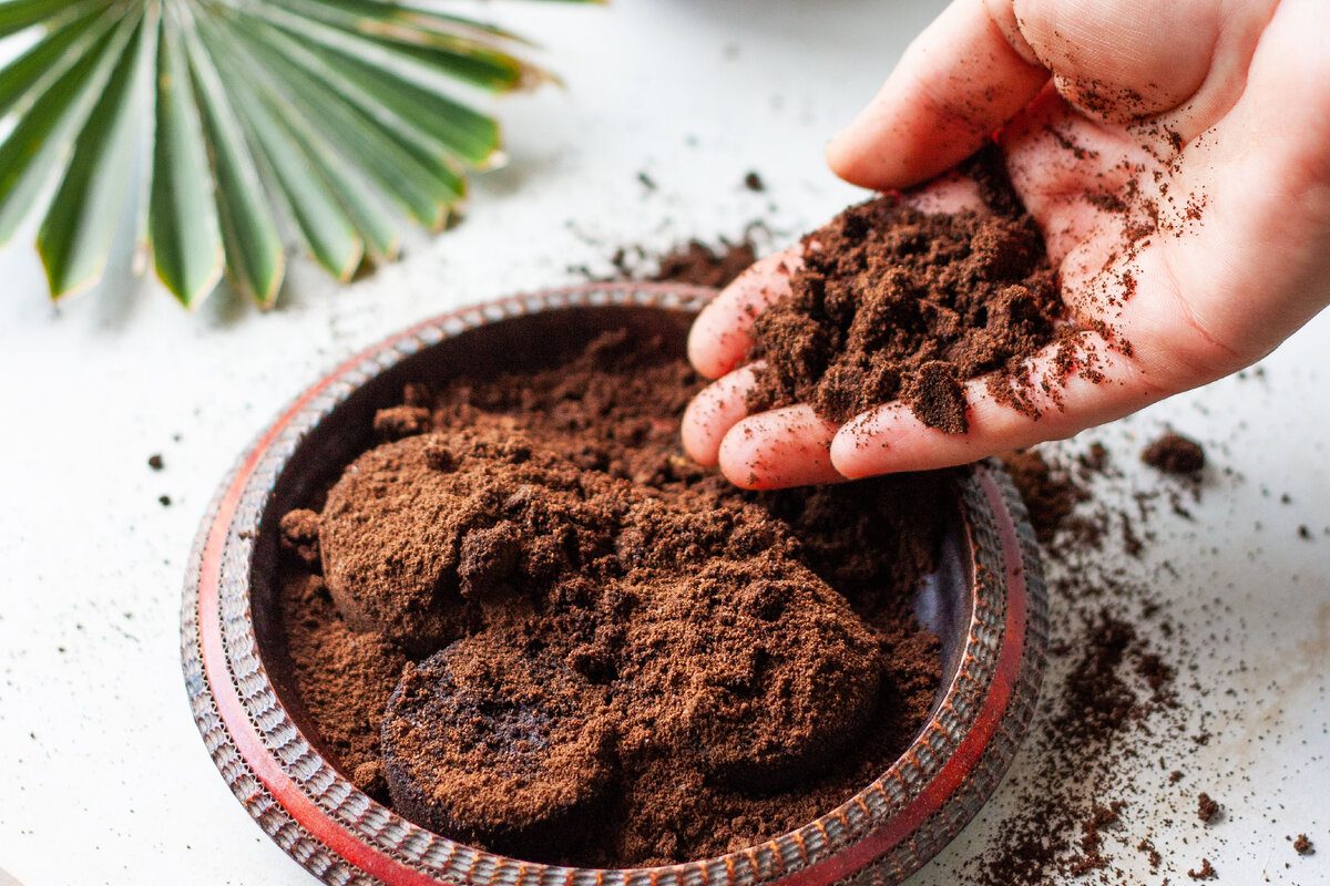 Ausgelegt am Fuße der Tomatenpflanzen, hält Kaffeesatz Schädlinge fern und fördert das Wachstum: „Ich habe den Unterschied innerhalb nur einer Woche gesehen.“