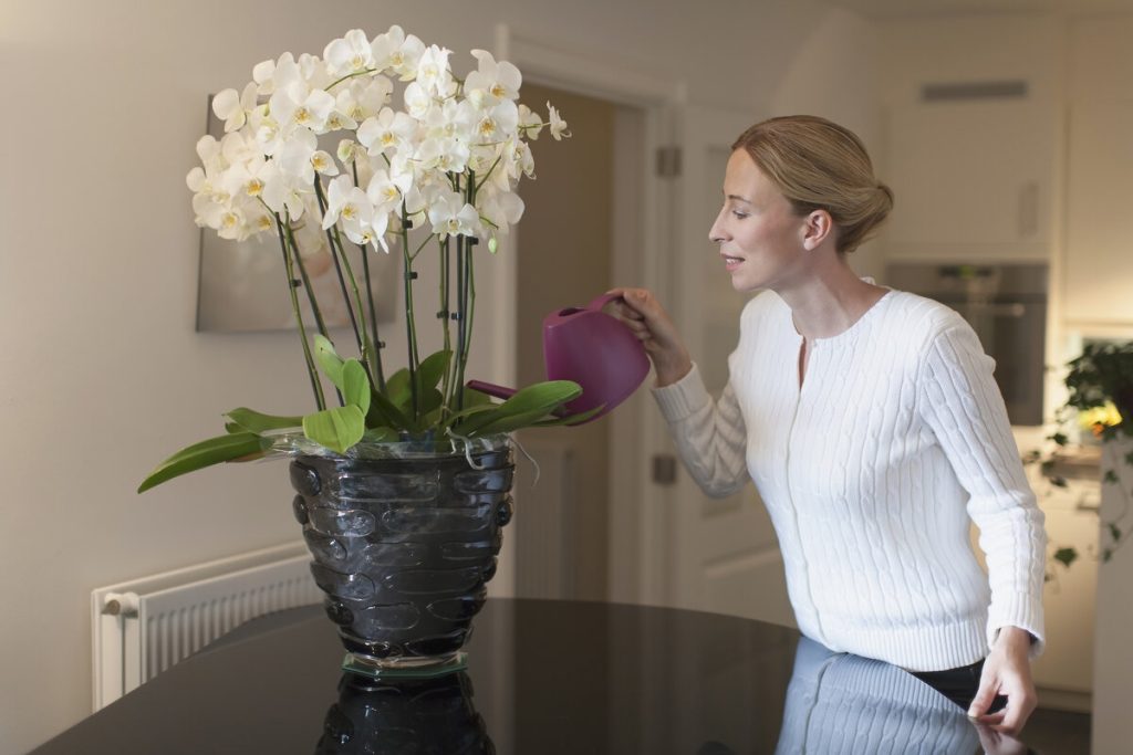 Rosen sind schön, aber es gibt eine Pflanze, die sich besser als Geschenk für einen geliebten Menschen eignet: Laut Feng Shui zieht sie die Liebe an