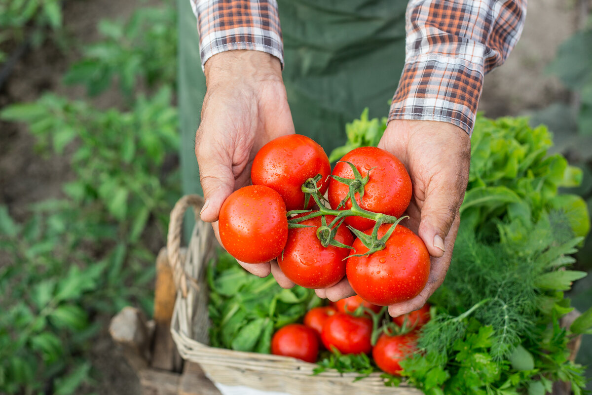 WICHTIGE Maßnahme, die Sie dieses Wochenende mit Ihren Tomaten ergreifen sollten, um eine Ernte bis Oktober zu gewährleisten