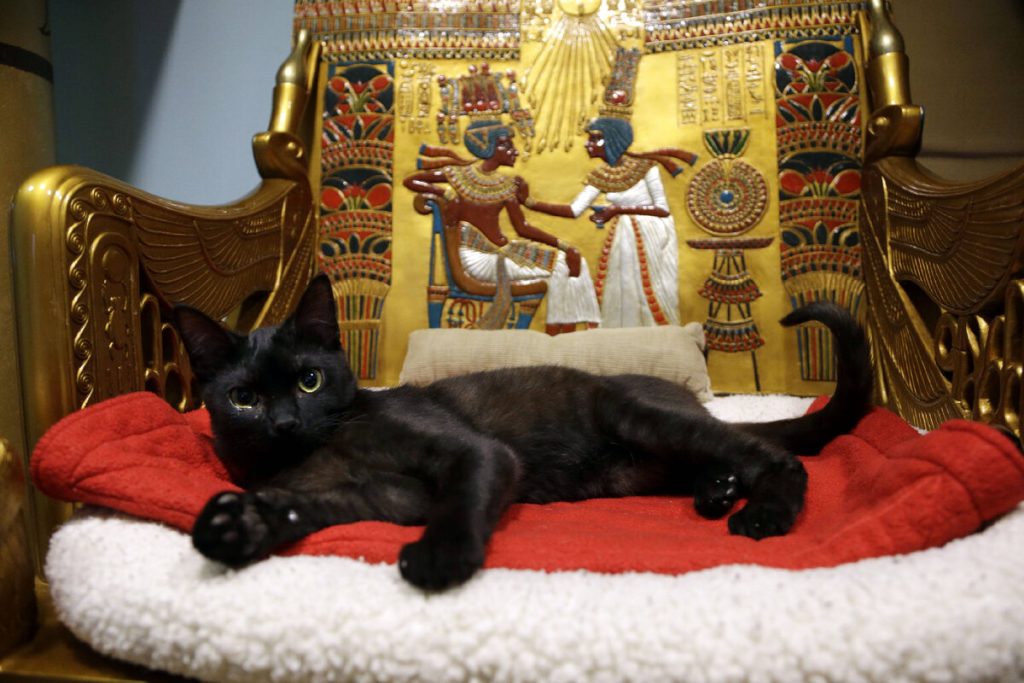 Die Ägypter verehrten Katzen regelrecht, und wenn man eine Katze tötete, konnte das teuer werden.