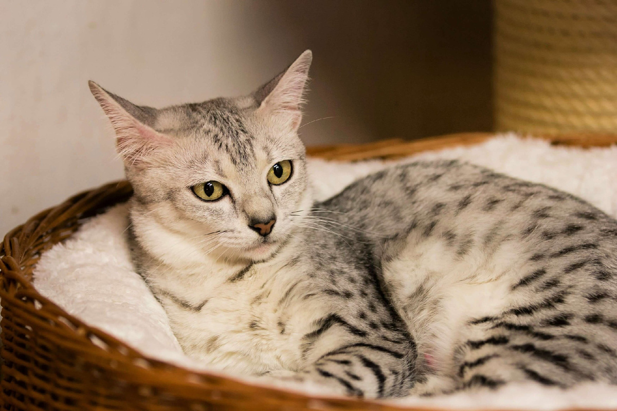 Die Ägypter verehrten Katzen regelrecht, und wenn man eine Katze tötete, konnte das teuer werden.