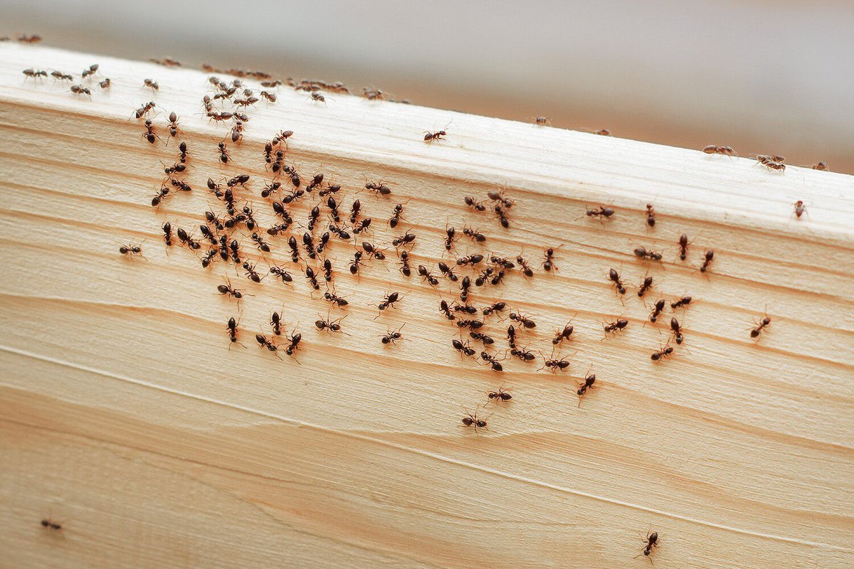 Stellen Sie es in die Nähe des Nestes. Von den Ameisen wird keine Spur mehr zu sehen sein