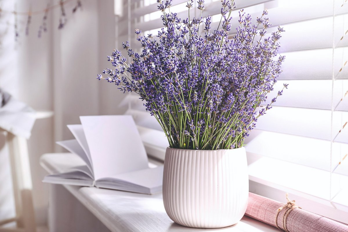 Rosen sind schön, aber es gibt eine Pflanze, die sich besser als Geschenk für einen geliebten Menschen eignet: Laut Feng Shui zieht sie die Liebe an
