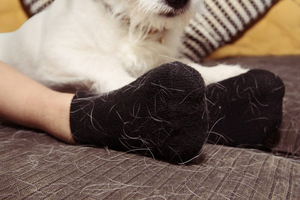 Wie man mit einem schnellen und einfachen Hausmittel Hundehaare von der Kleidung entfernt