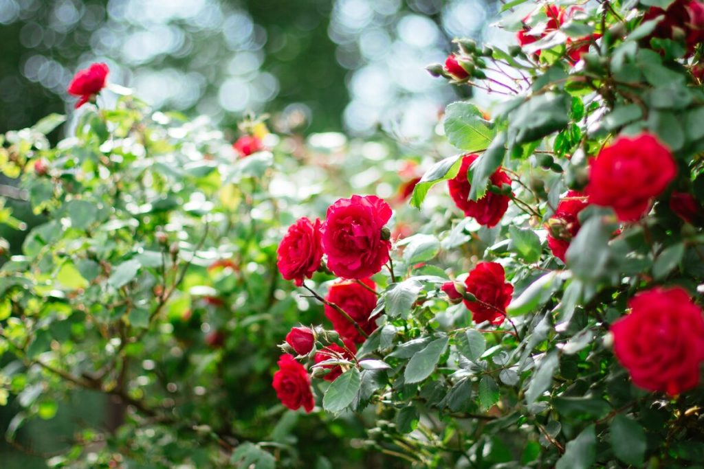 Machen Sie das mit Rosen, und sie werden prächtig blühen. Das sind die wichtigsten Regeln