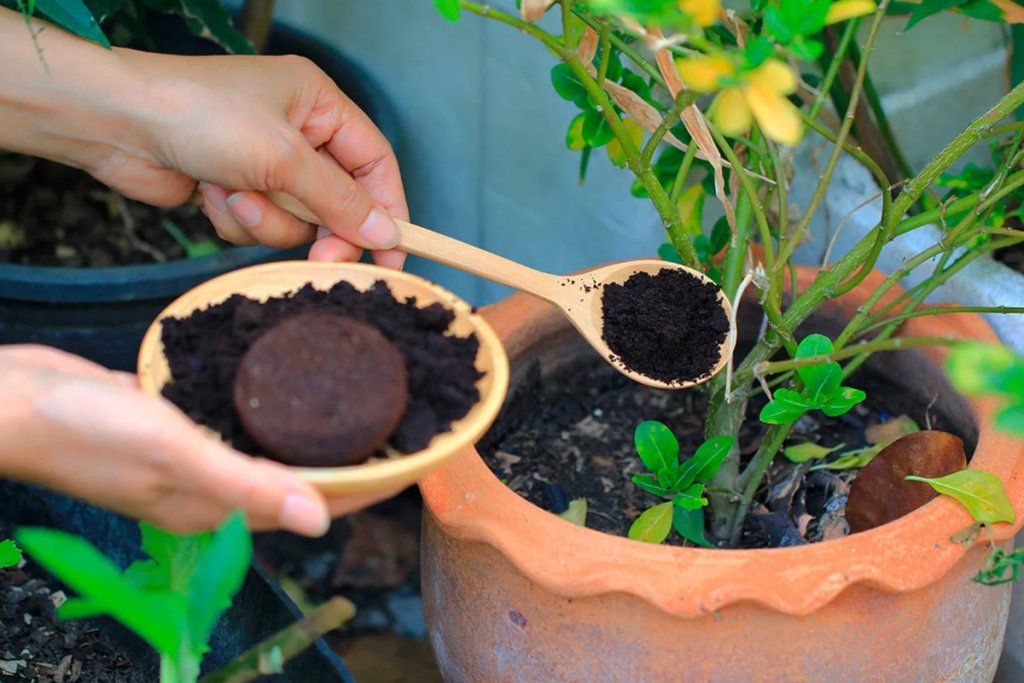 Diese 15 Pflanzen lieben Kaffeesatz, der ihnen wöchentlich unter die Wurzeln gestreut wird, und dank dieser natürlichen Methode wachsen sie doppelt so gut. „Ich hätte nie gedacht, dass meine Hortensien Kaffeesatz so lieben würden.“