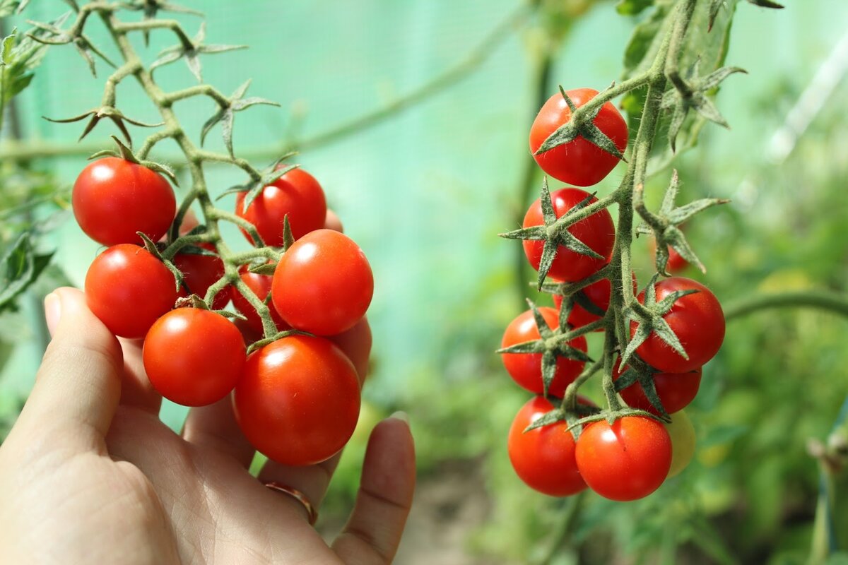 Jetzt ist der ideale Zeitpunkt, um diese köstliche späte Sorte von Kirschtomaten auszusäen, die Sie Mitte Herbst ernten können.