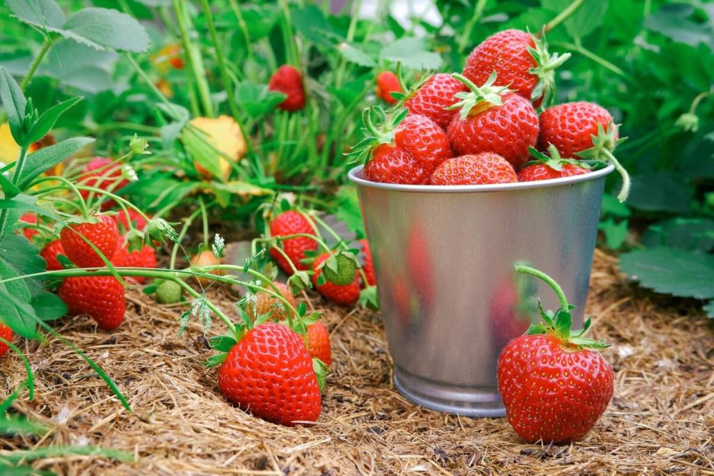 Einfacher Trick im Juli, um Erdbeeren zu vermehren und Ihren Garten in diesem Sommer zu beleben