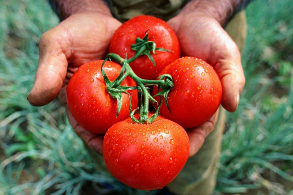 Meine ältere Nachbarin hatte immer die schönsten Tomaten. Ihr Geheimnis lag in einem natürlichen Dünger.