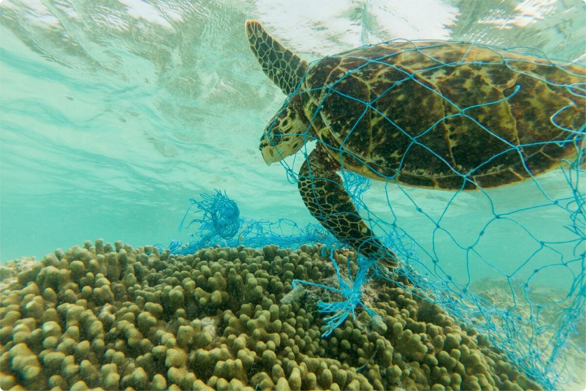 In El Saler (Valencia) wurde eine der größten Schildkröten der Welt tot aufgefunden