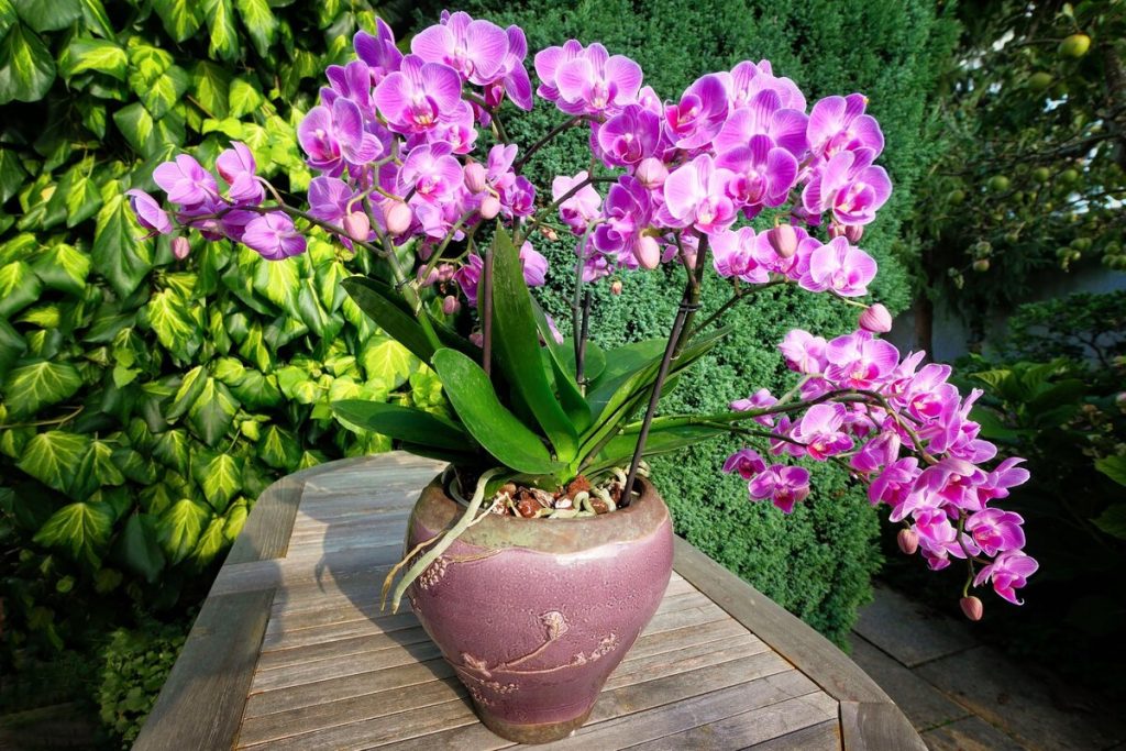 Ich gebe zwei Teelöffel dieser Gewürzmischung in den Topf. Die Orchideen blühen wie nie zuvor.
