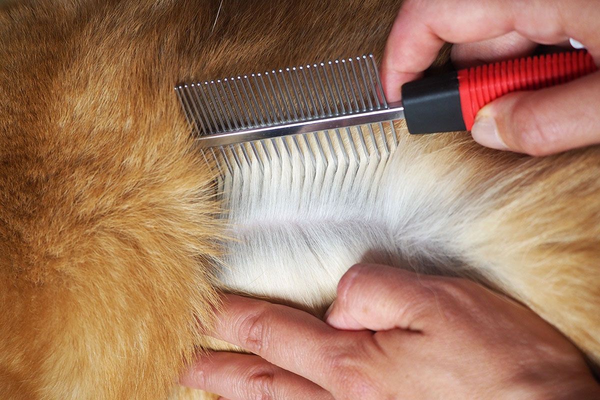 Auf Wiedersehen, Flöhe, für immer: ein von Tierärzten empfohlenes Mittel, das Sie zu Hause zubereiten können