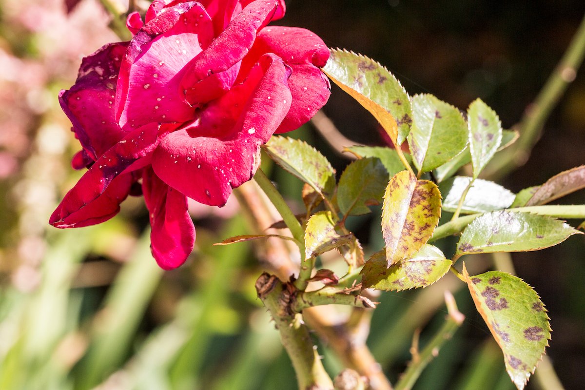 Zerstört Schwarzfleckigkeit Ihre Rosen? Dieses Spray wirkt wirklich! Expertentipps zur Rettung Ihrer Sträucher