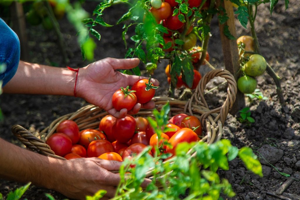 WICHTIGE Maßnahme, die Sie dieses Wochenende mit Ihren Tomaten ergreifen sollten, um eine Ernte bis Oktober zu gewährleisten