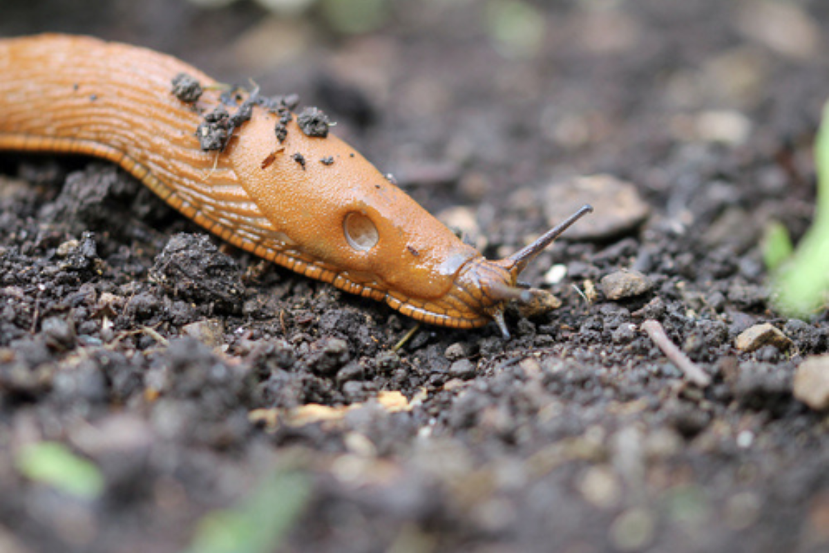 Streuen Sie sie einfach im Garten aus. Die Schnecken werden Ihr Gemüse und Ihre Blumen nicht anrühren.