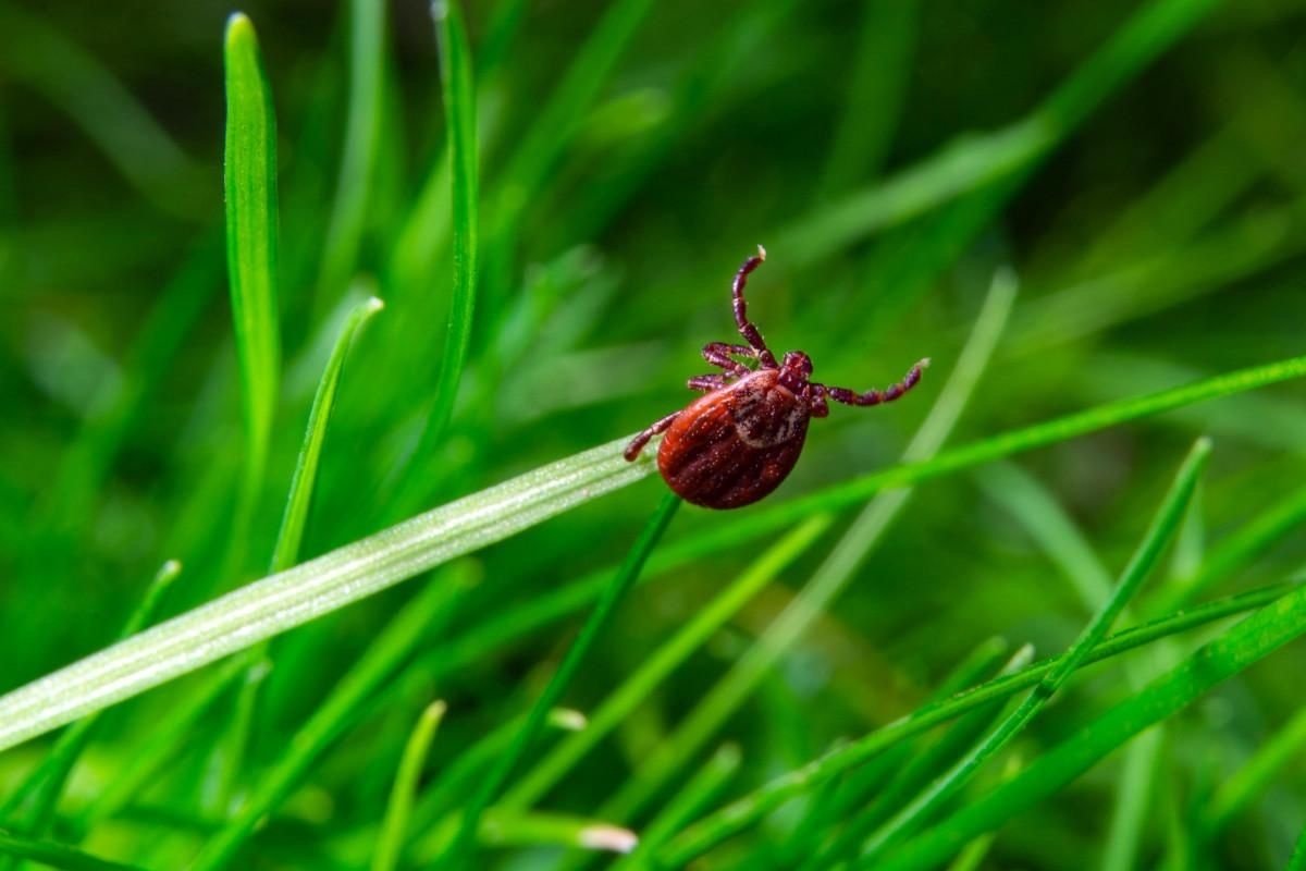 Stellen Sie dies in Ihren Garten, und die Zecken verschwinden für lange Zeit