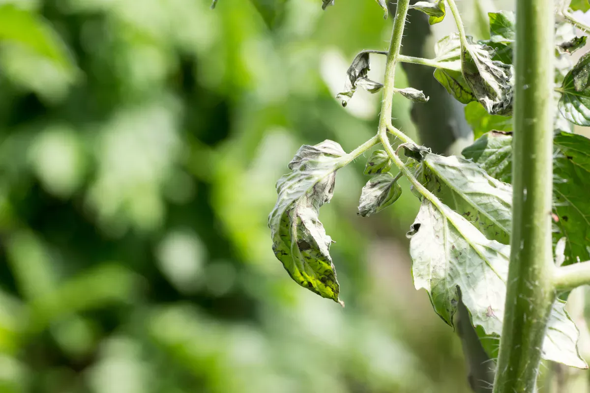 Tomatenblätter rollen sich ein: Wann muss man schnell handeln?