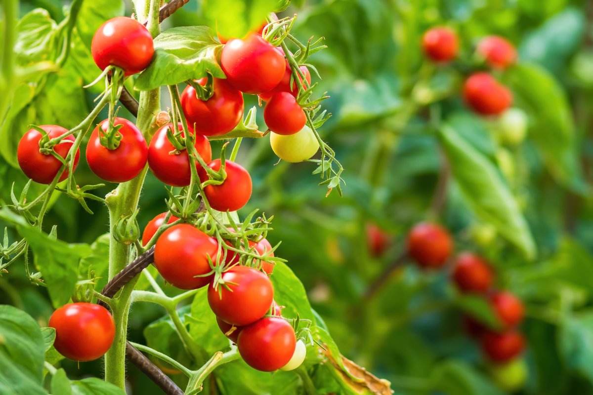 Tomaten