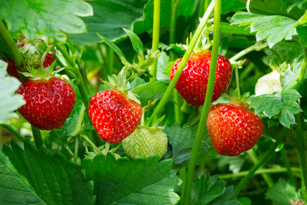 Einfacher Trick im Juli, um Erdbeeren zu vermehren und Ihren Garten in diesem Sommer zu beleben