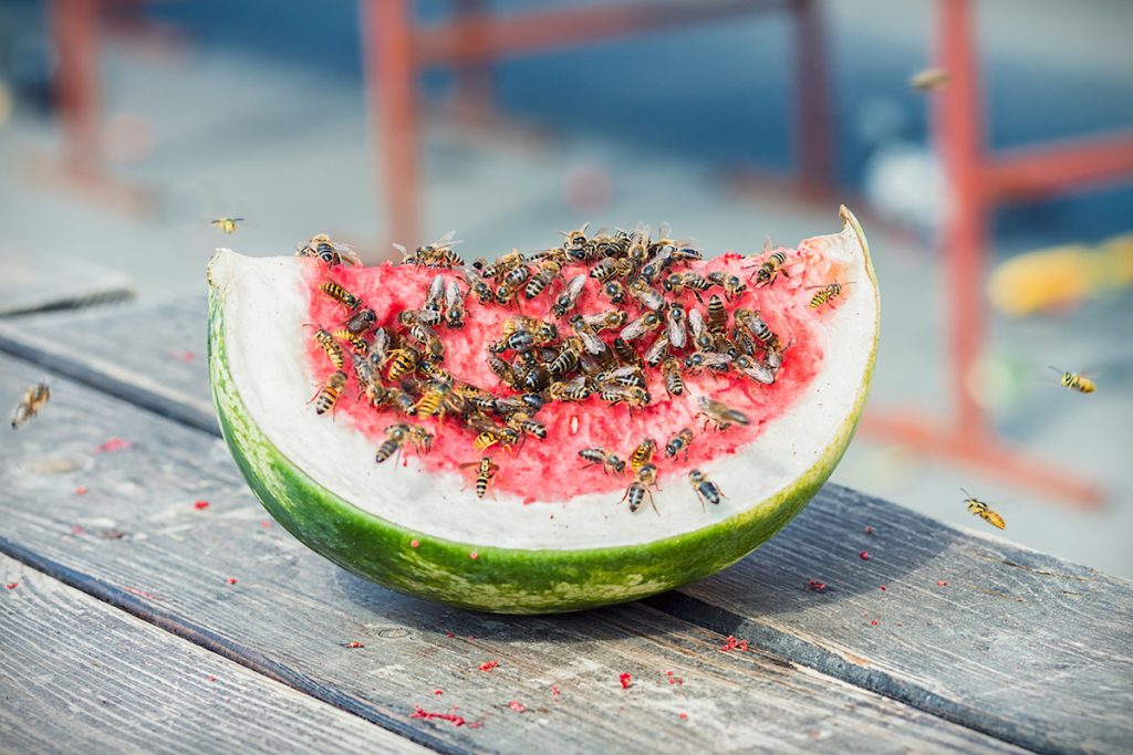 Mit diesem einfachen Trick halten Sie Wespen fern
