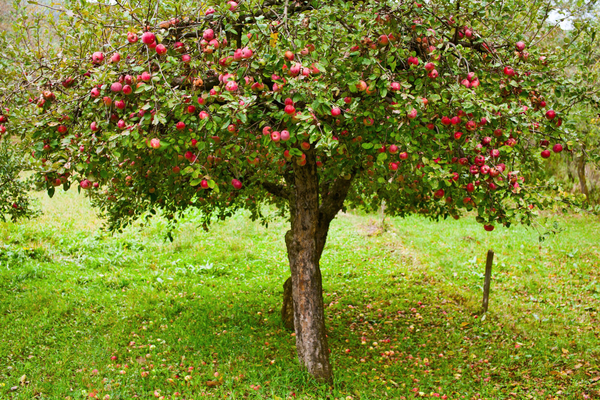 Im Sommer erhöht diese einfache Maßnahme am Fuße der Obstbäume die Luftfeuchtigkeit und garantiert eine reichhaltige Ernte ohne übermäßiges Gießen.