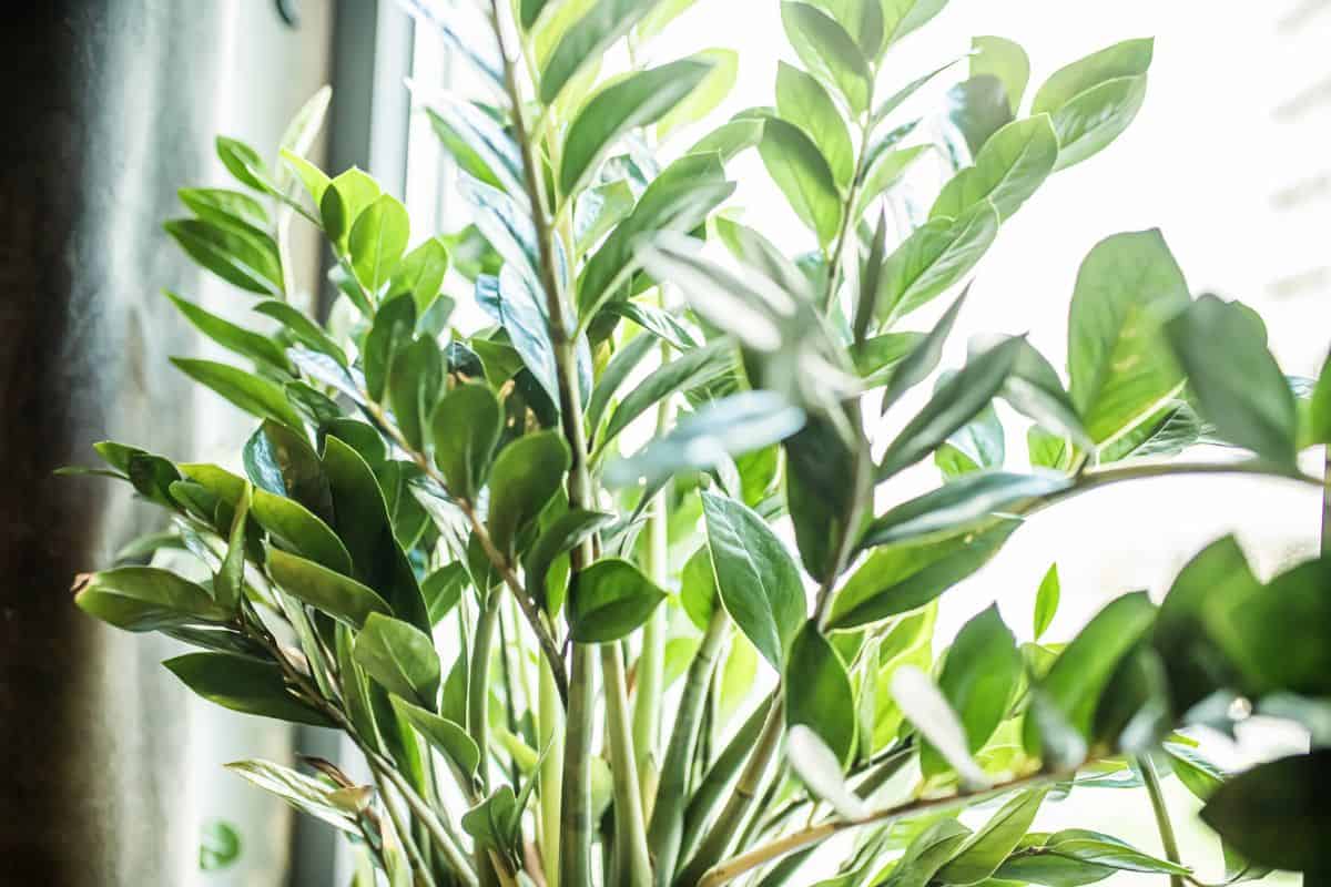Zamioculcas wird üppig grün und treibt viele neue Blätter. Alles, was Sie dafür brauchen, ist ein Produkt aus der Apotheke.