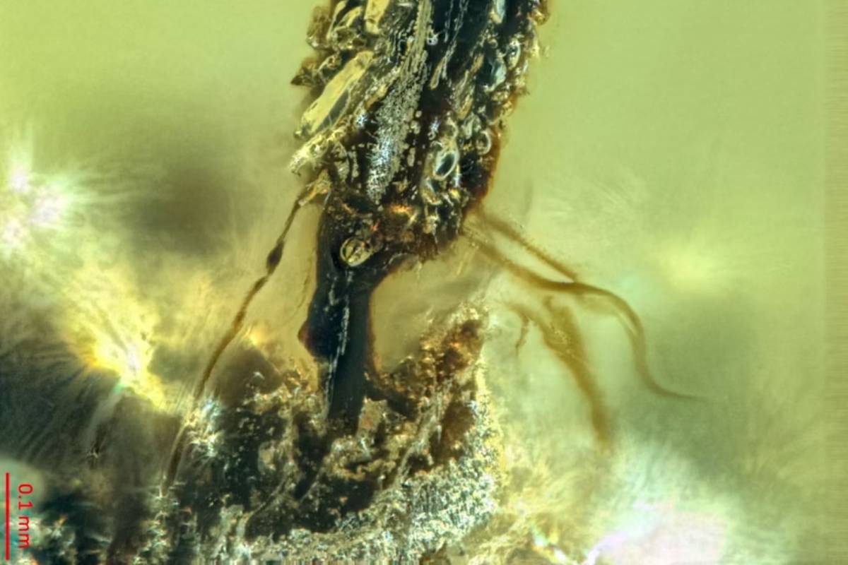 Neuer Fund: einer der ungewöhnlichsten Killer der Natur, eingeschlossen in 99 Millionen Jahre altem Bernstein