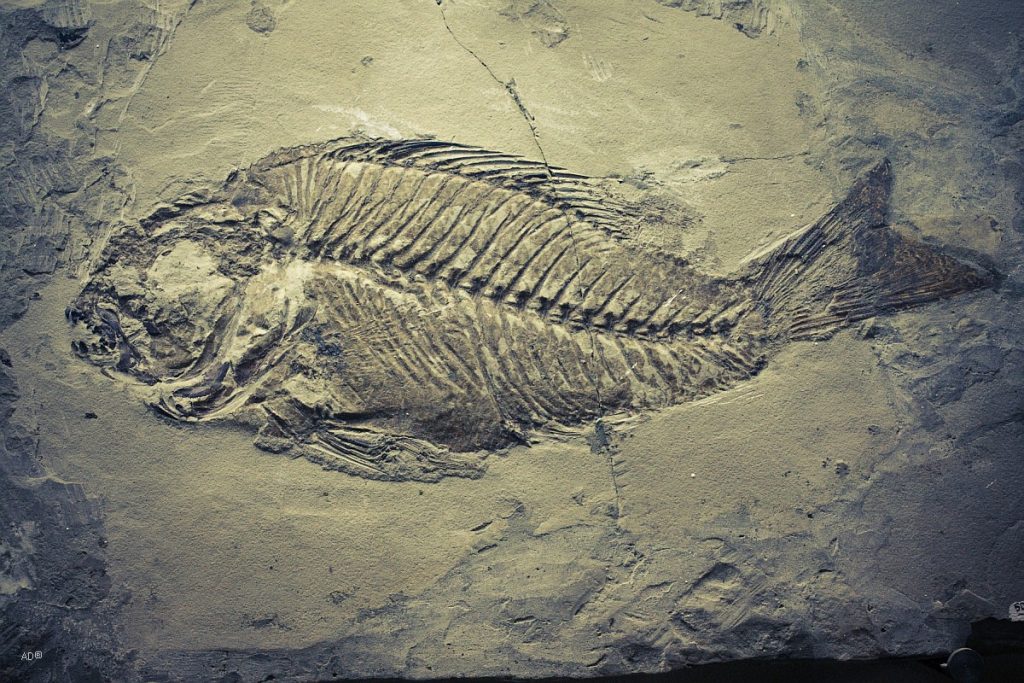 Fossilien von Jurassic-Fischen gefunden, die beim Versuch, einen versteinerten Tintenfisch zu verschlucken, erstickt sind