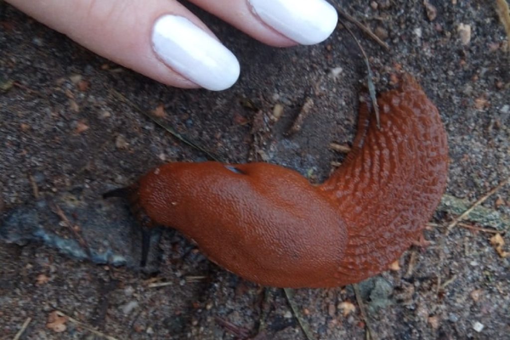 Streuen Sie sie einfach im Garten aus. Die Schnecken werden Ihr Gemüse und Ihre Blumen nicht anrühren.
