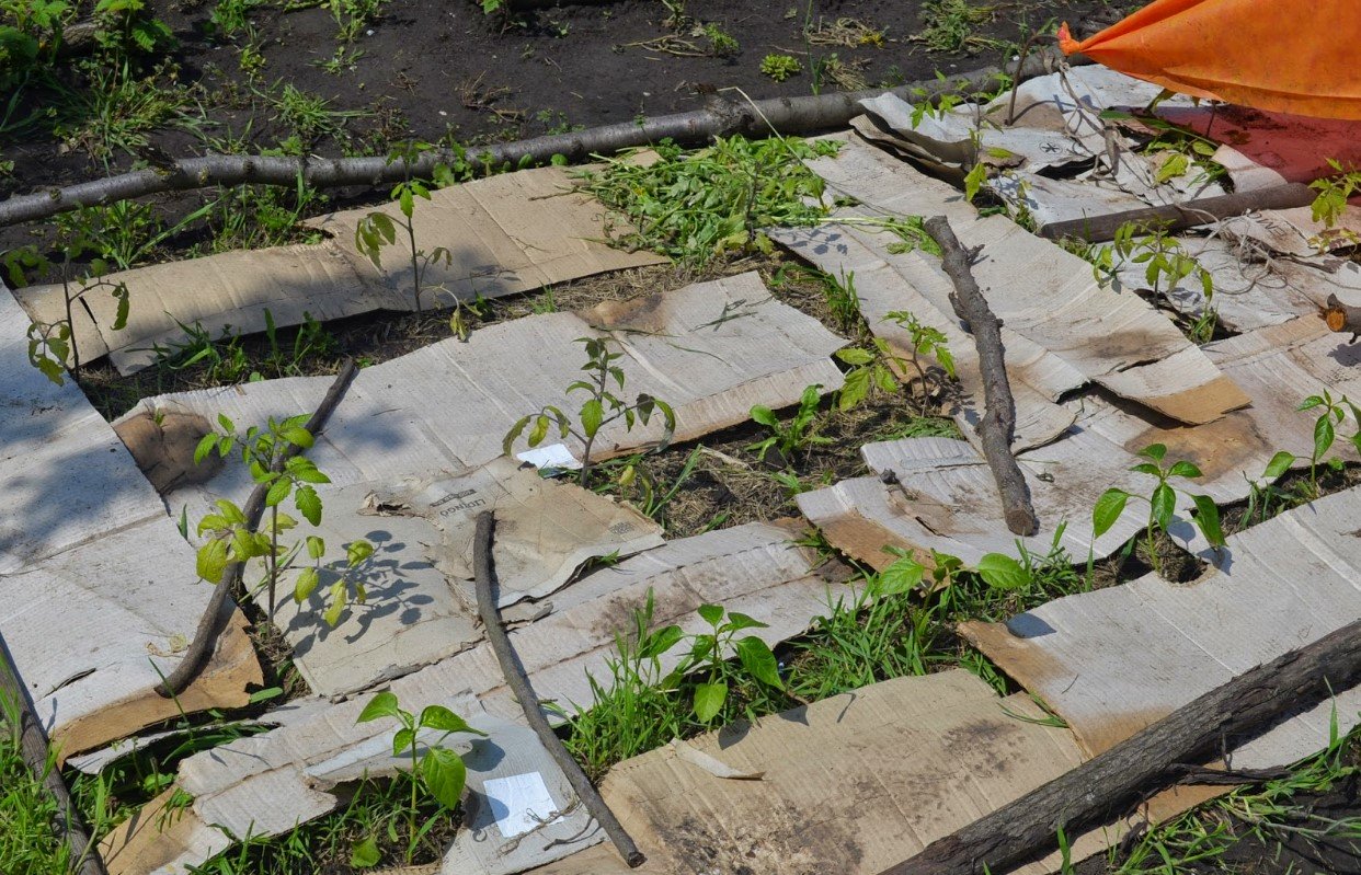 Mit diesem Hausmittel können Sie Unkraut ohne Chemikalien und mit geringem Aufwand aus Ihrem Garten entfernen.